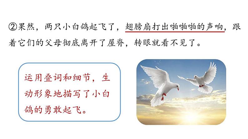 初中语文新人教部编版七年级上册第5单元 18《我的白鸽》课时2教学课件(2024秋)第8页