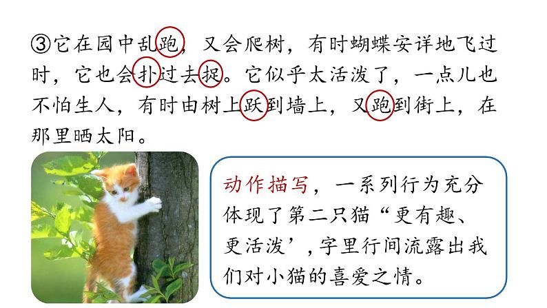 初中语文新人教部编版七年级上册第5单元 17《猫 》课时2教学课件(2024秋)07