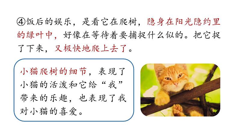 初中语文新人教部编版七年级上册第5单元 17《猫 》课时2教学课件(2024秋)08