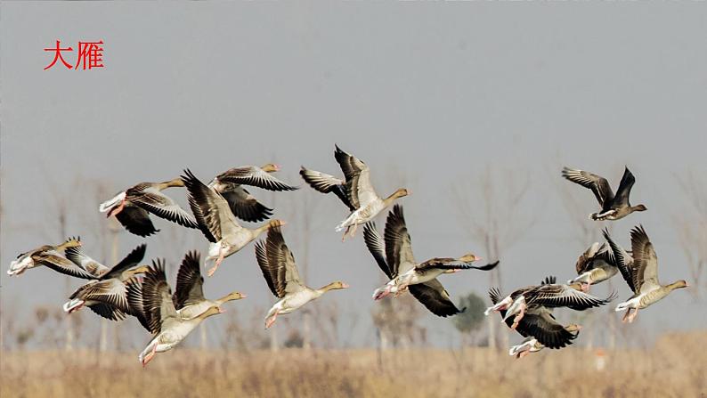 19 大雁归来第1页