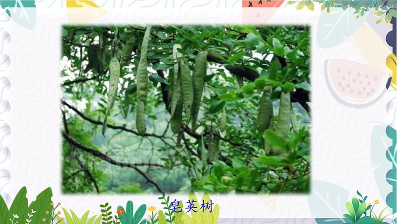 人教版(2024)语文七年级上册 第3单元 9 从百草园到三味书屋 PPT课件+教案+练习+说课稿03
