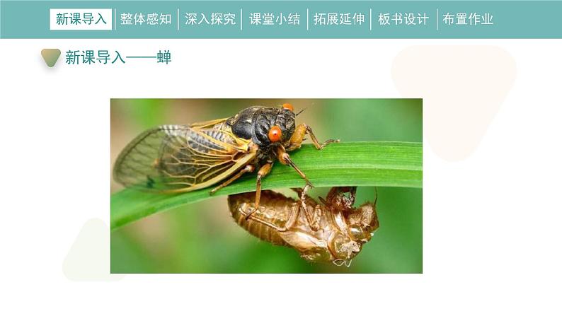 统编版(2024)八年级语文上册21蝉课件(同课异构三)第5页