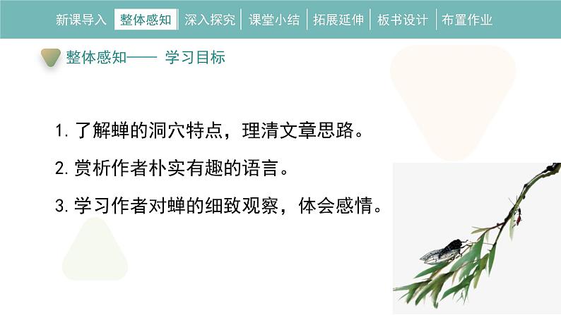 统编版(2024)八年级语文上册21蝉课件(同课异构三)第7页