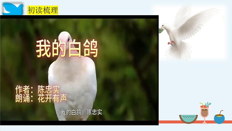 第18课《我的白鸽》课件-2024-2025学年统编版语文七年级上册(2024)第5页