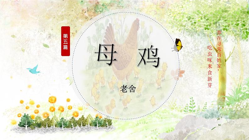 专题05 《母鸡》老舍(欲扬先抑的手法,过渡句的作用)课件 -小初语文阅读写作能力提升系列课程课件第2页