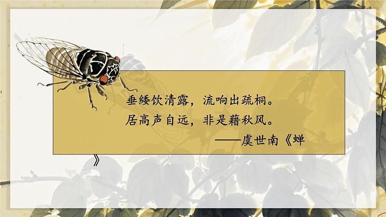 统编版语文八年级上册第21课《蝉》教学课件第3页