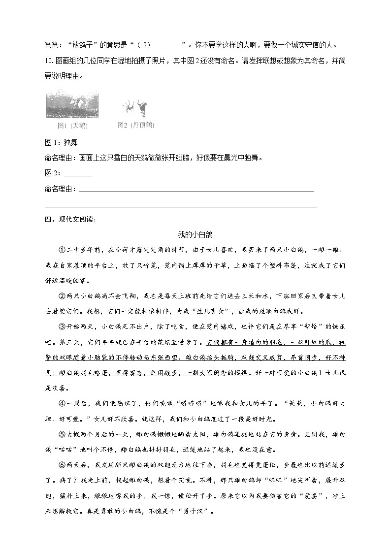 部编版语文七年级上册 18 我的白鸽 同步分层作业(含答案解析)03