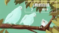 初中语文18 我的白鸽/陈忠实课文课件ppt