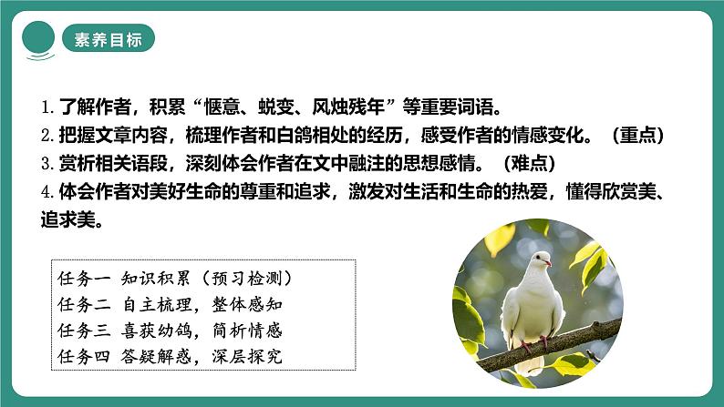 统编版语文七年级上册第18课《我的白鸽》课件第3页