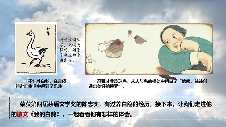 统编版语文七年级上册(2024)第18课《我的白鸽》(课件)第1页