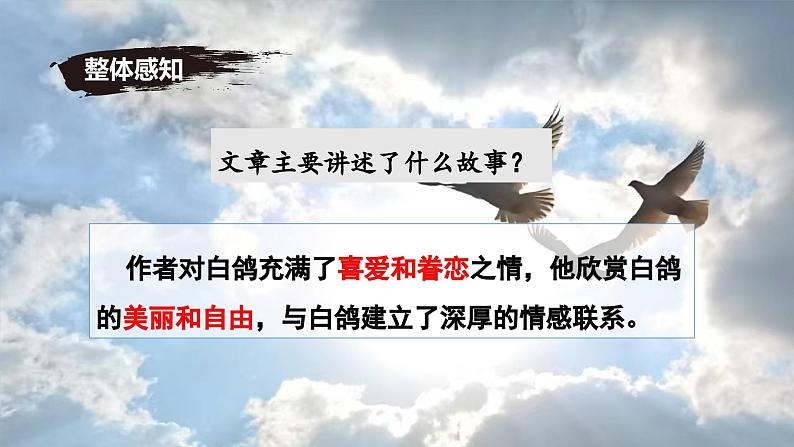 统编版语文七年级上册(2024)第18课《我的白鸽》(课件)第8页