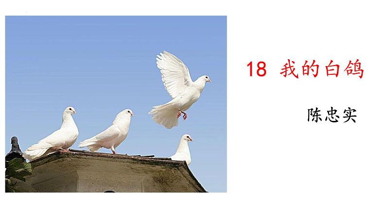 统编版语文七年级上册第18课《我的白鸽》教学课件第1页