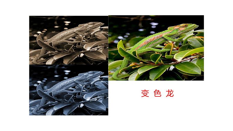 课件:部编版语文九年级下册第6课 变色龙第3页