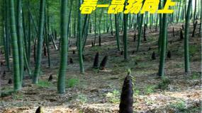 初中语文人教部编版（2024）七年级上册济南的冬天课堂教学ppt课件