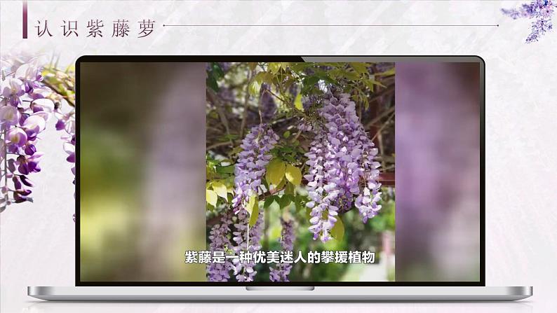 部编版2025春七年级下册语文19.紫藤萝瀑布 课件第5页