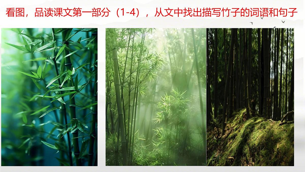 初中 语文 人教部编版(2024)七年级下册(2024) 第五单元18 井冈翠竹 课件第8页