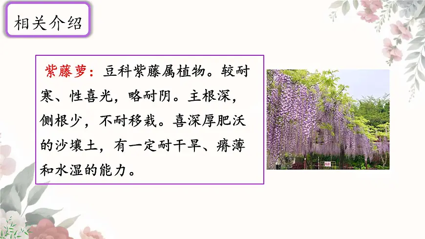 初中 语文 人教部编版(2024)七年级下册(2024) 第五单元19 紫藤萝瀑布 课件第5页