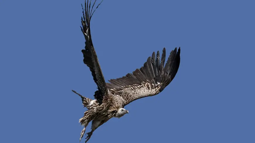 部编版 2024-2025年第二学期 语文 八年级下册 第21课《庄子二则——北冥有鱼》课件第7页