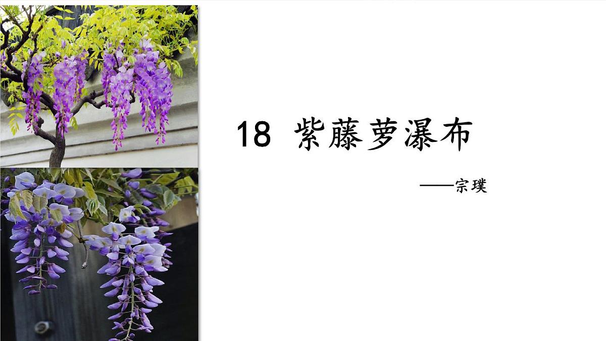 人教版初中七年级下册语文-第18课 紫藤萝瀑布(第一课时)【课件】第1页