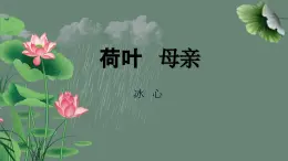 部编版2025-2026年第一学期 七年级 语文上册 第二单元  7 荷叶·母亲  课件