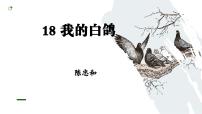 初中人教部编版(2024)我的白鸽/陈忠实课文内容ppt课件