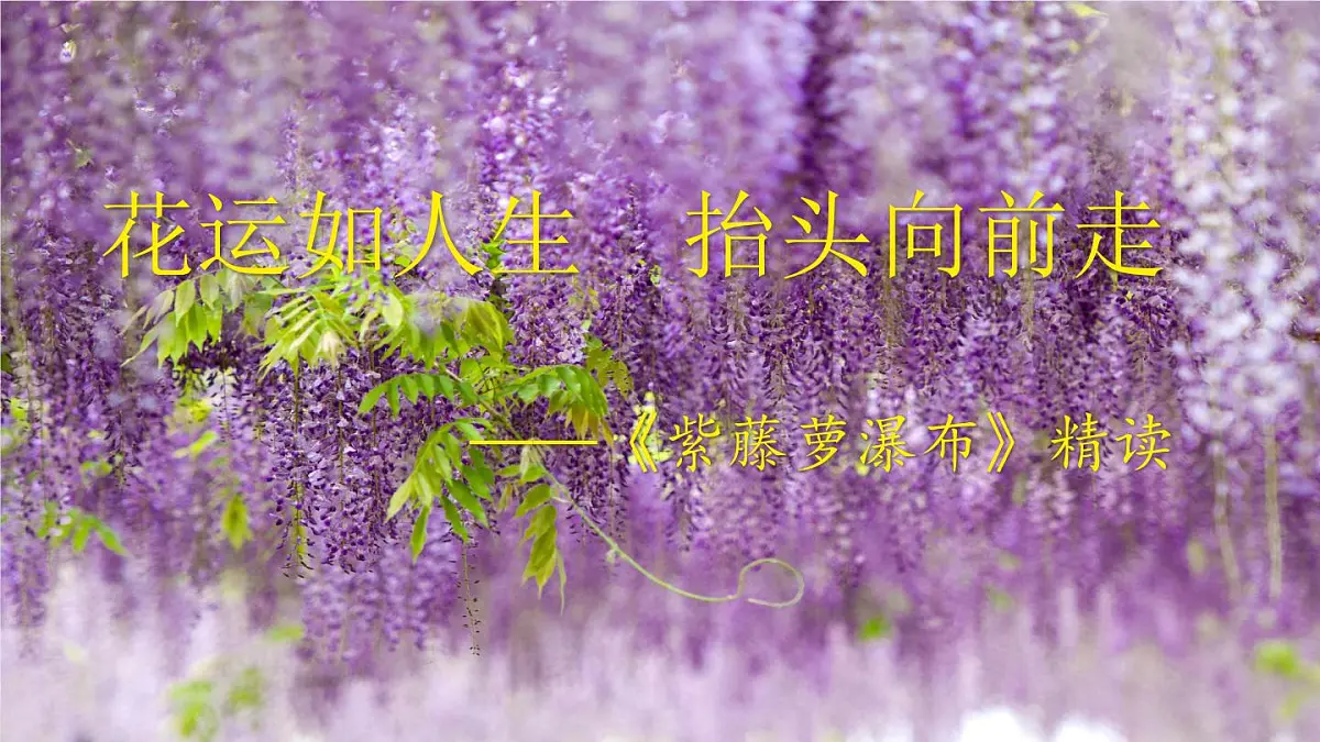 第19课《紫藤萝瀑布》课件-2024-2025学年统编版语文七年级下册第1页