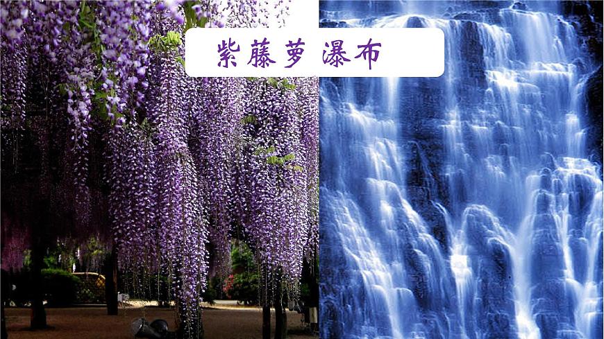 七下19 紫藤蘿瀑布 課件第1頁