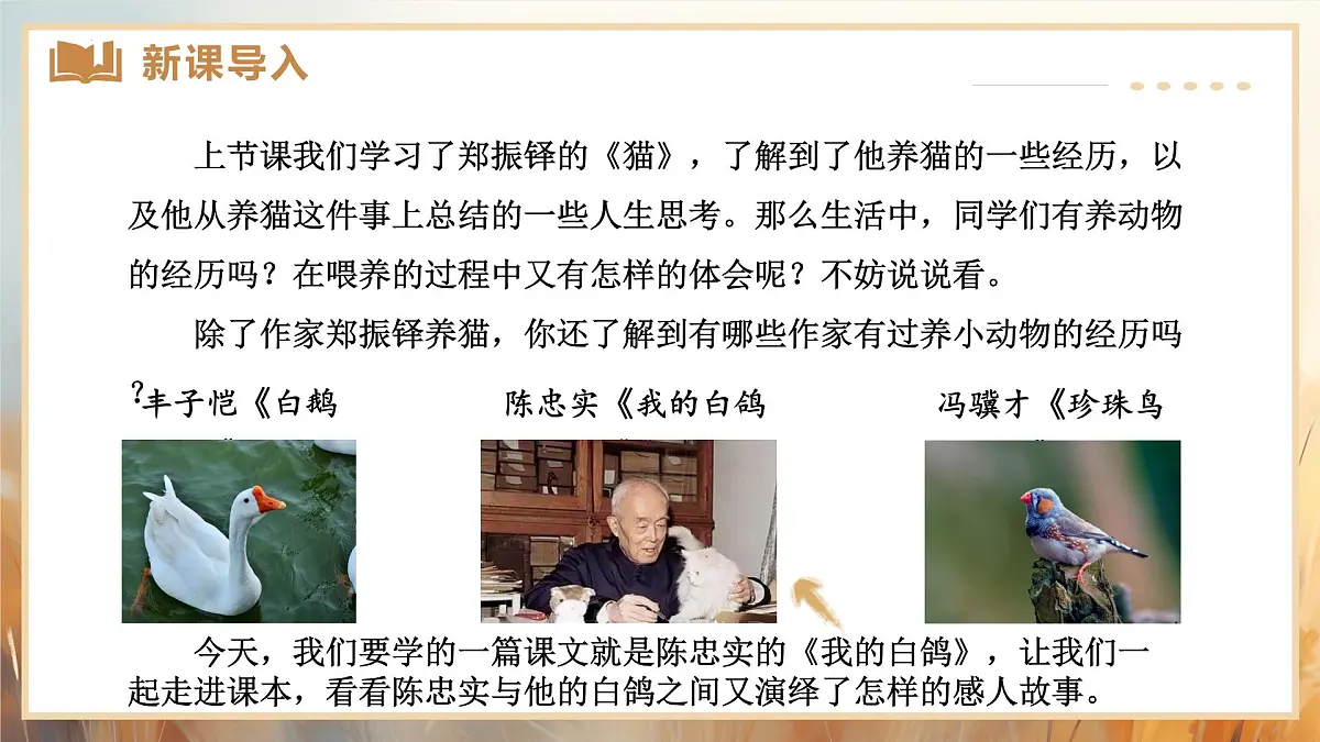 新人教部编版语文七上 5-18《我的白鸽》课件第3页