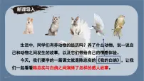 人教部编版(2024)七年级上册(2024)我的白鸽/陈忠实教学演示ppt课件