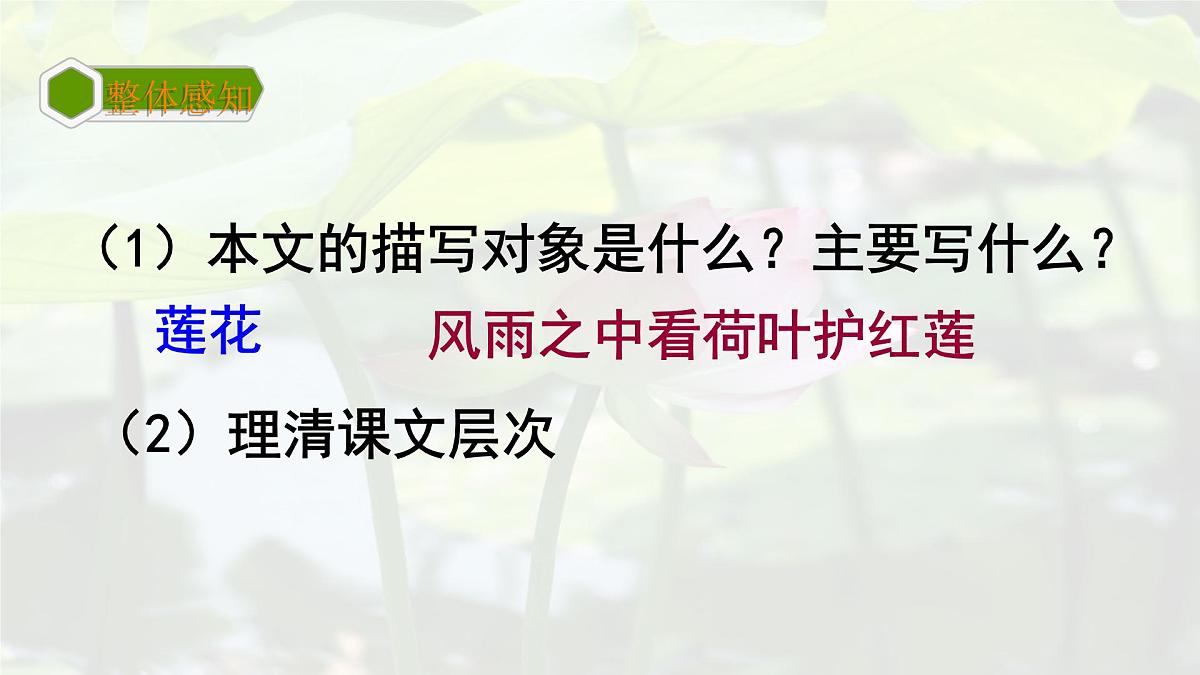 统编版七年级语文上册课件第7课《散文诗二首-荷叶 母亲》第6页