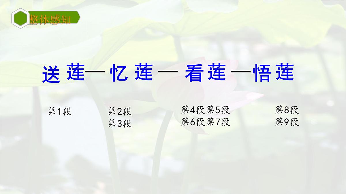统编版七年级语文上册课件第7课《散文诗二首-荷叶 母亲》第7页
