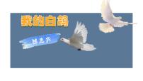 初中语文人教部编版(2024)七年级上册(2024)我的白鸽/陈忠实优秀课件ppt