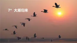 人教版八年級(jí)語文下冊(cè)教學(xué)課件7  大雁歸來 課件