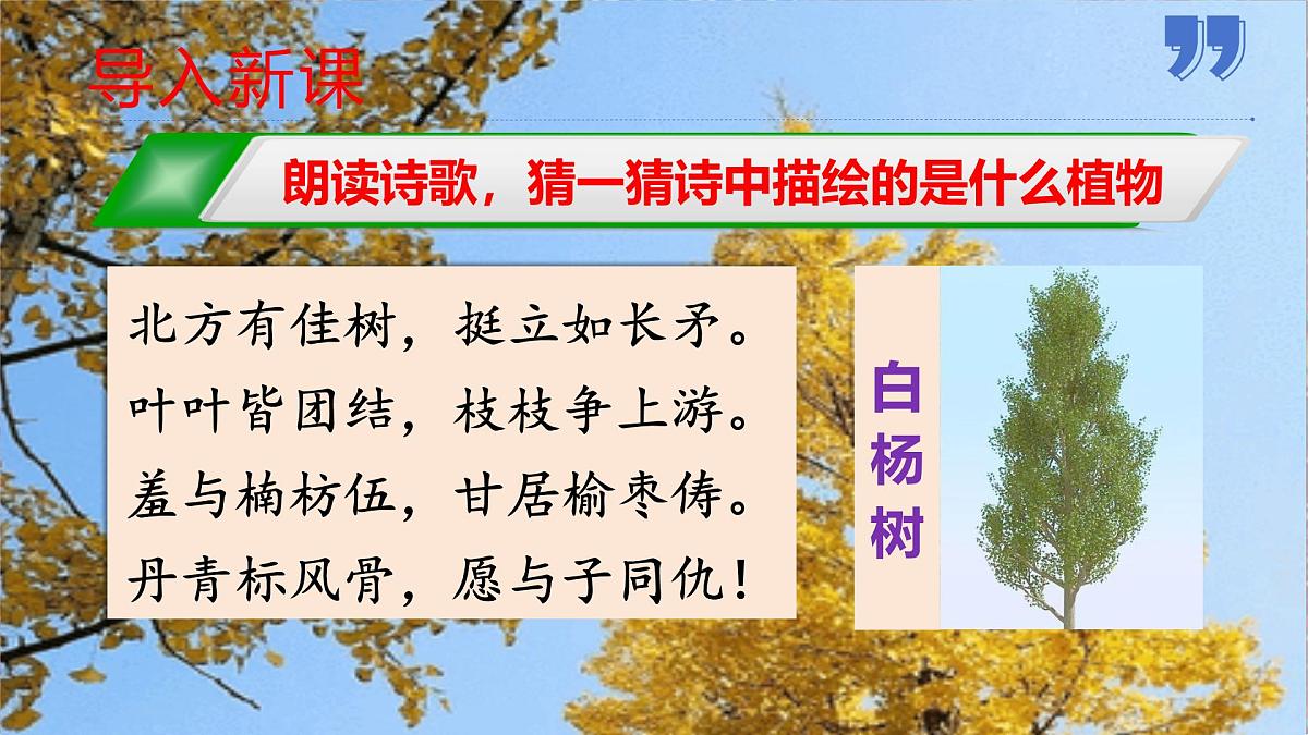 第16课《白杨礼赞》课件-2025-2026学年统编版语文八年级上册第2页