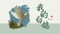 语文七年级上册(2024)我的白鸽/陈忠实说课ppt课件