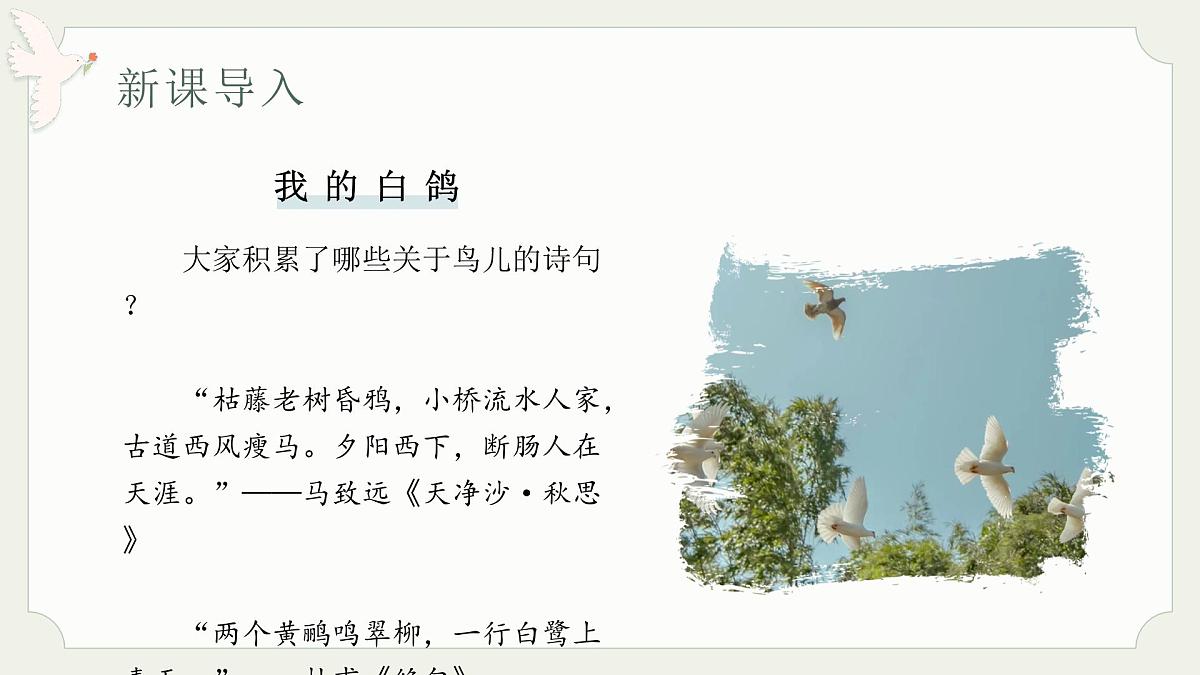 七年级语文上册部编版18.《我的白鸽》课件第3页