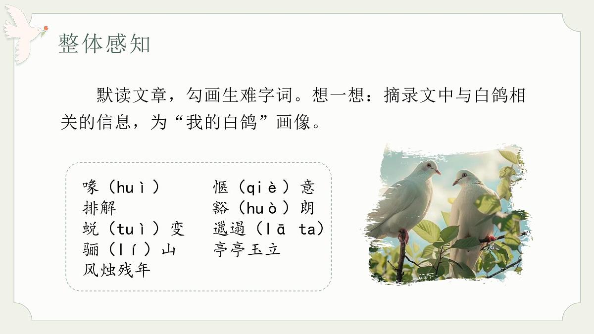 七年级语文上册部编版18.《我的白鸽》课件第4页