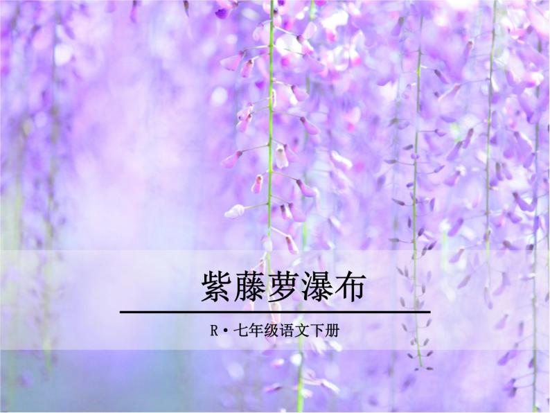 17《紫藤萝瀑布》ppt课件_部编版七年级下册01