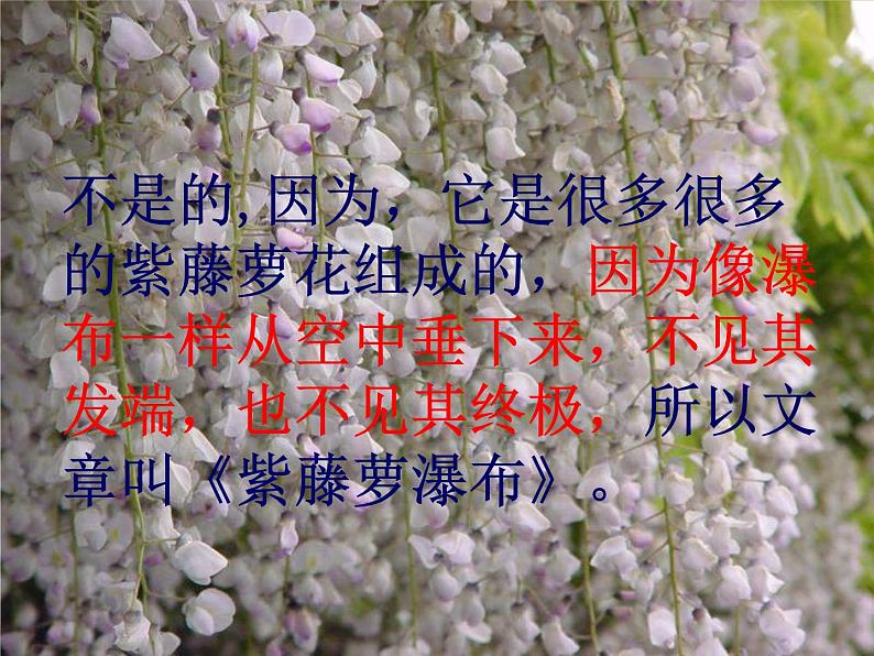 17《紫藤萝瀑布》ppt课件_部编版七年级下册第5页