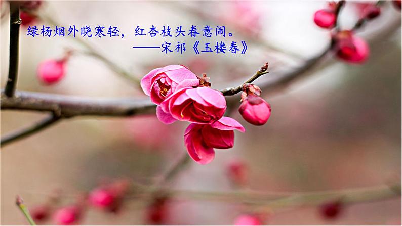 《春》 课件第4页