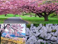 人教部编版14 驿路梨花评课课件ppt