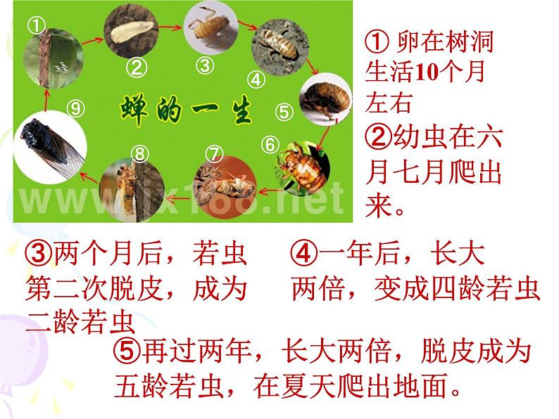 八年级上语文课件《蝉》 人教版(2016部编版) (10)第5页