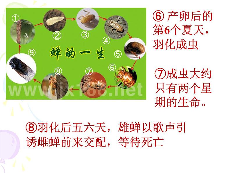 八年级上语文课件《蝉》 人教版(2016部编版) (10)第6页