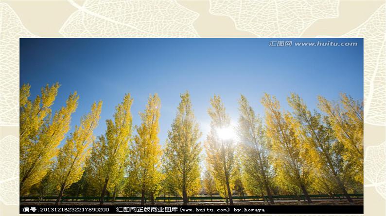 专题15《白杨礼赞》同步课件-2020-2021学年八年级语文上册同步轻松备课系列精品(部编版)(共36张PPT)04