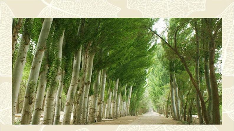 专题15《白杨礼赞》同步课件-2020-2021学年八年级语文上册同步轻松备课系列精品(部编版)(共36张PPT)05