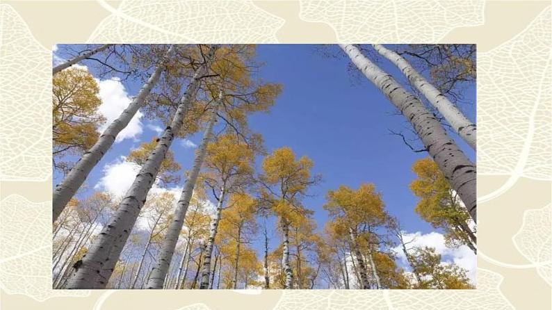 专题15《白杨礼赞》同步课件-2020-2021学年八年级语文上册同步轻松备课系列精品(部编版)(共36张PPT)06