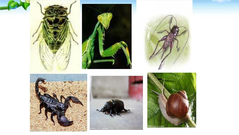 人教版八年级上册语文昆虫记名著导读课件第3页