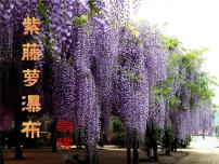 初中语文人教部编版七年级下册17 紫藤萝瀑布评课ppt课件