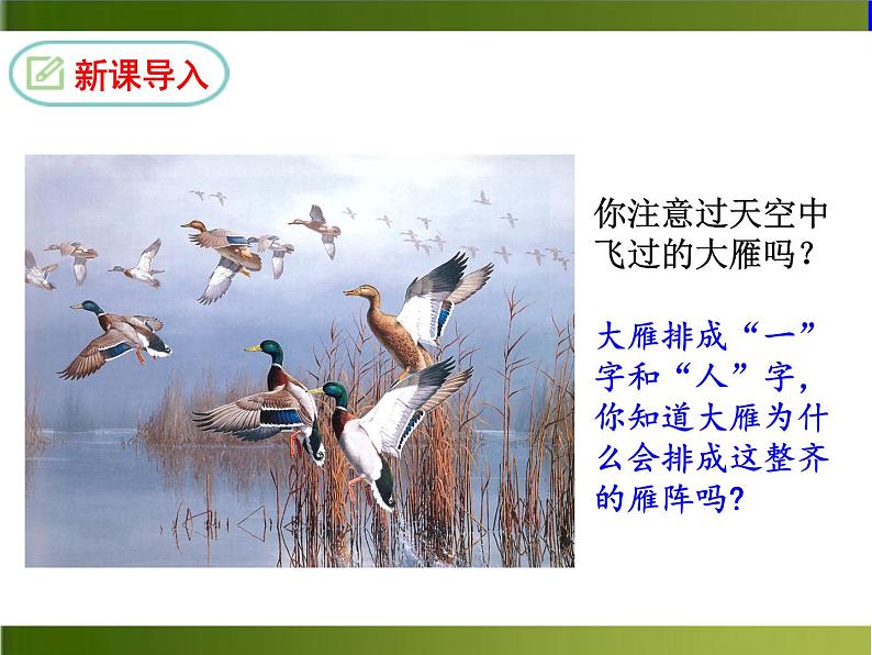 7 大雁归来第3页