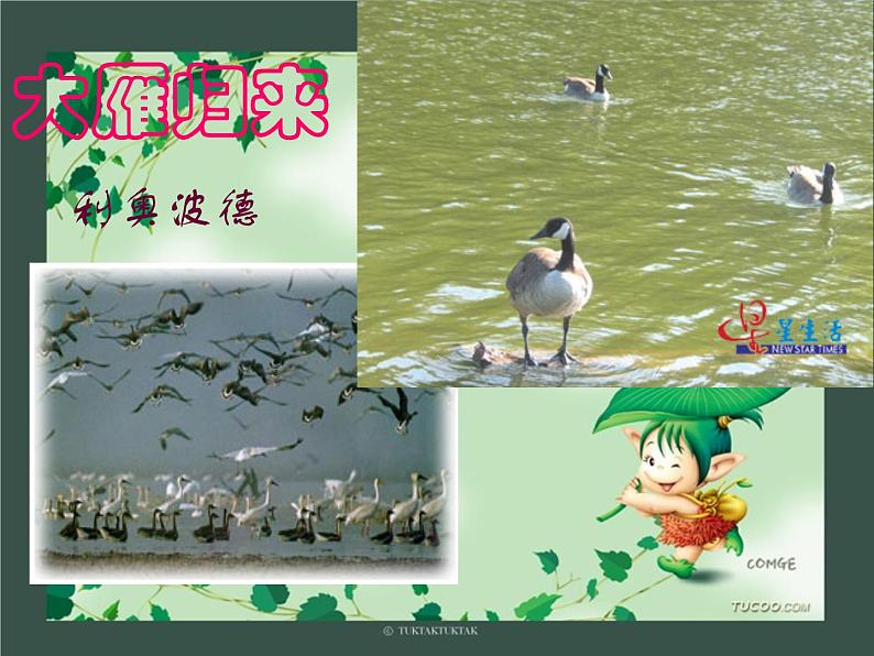 7*大雁归来课件第2页
